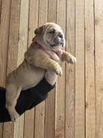 Enchilada, a female English Bulldog for sale in Kirkland, WA – Photo 2 of 3