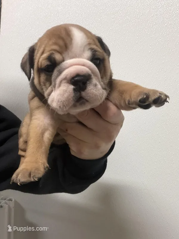 Bulldogwa.com  3  – English Bulldog puppy for sale in Kirkland, WA