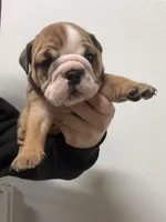 Bulldogwa.com  3 , a female English Bulldog for sale in Kirkland, WA – Photo 1 of 2