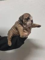 Bulldogwa.com  3 , a female English Bulldog for sale in Kirkland, WA – Photo 2 of 2