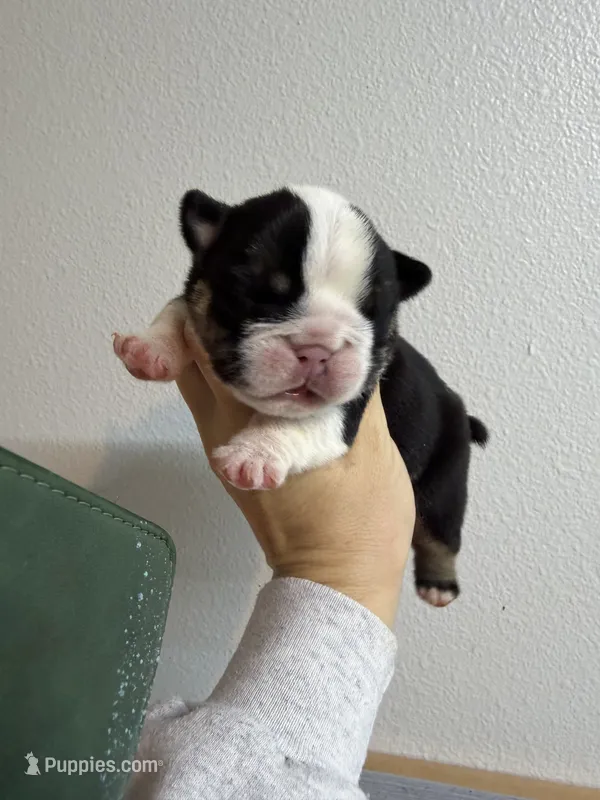 Champion female 1 – English Bulldog puppy for sale in Marysville, WA