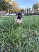 Frankie, a male English Bulldog for sale in Marysville, WA – 6 of 7