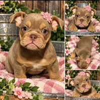 Willow Mae , a female English Bulldog for sale in Marysville, WA – 1 of 1