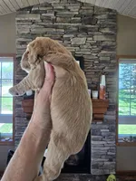 Carson, a male Cocker Spaniel for sale in Rock Valley, IA – Photo 2 of 3