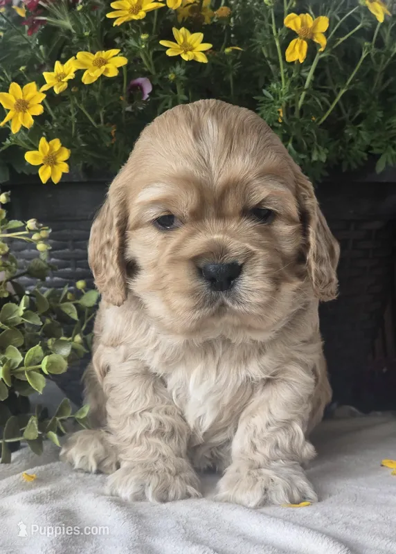 Carson – Cocker Spaniel puppy for sale in Rock Valley, IA