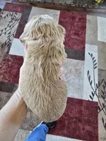 Carson, a male Cocker Spaniel for sale in Rock Valley, IA – Photo 3 of 3