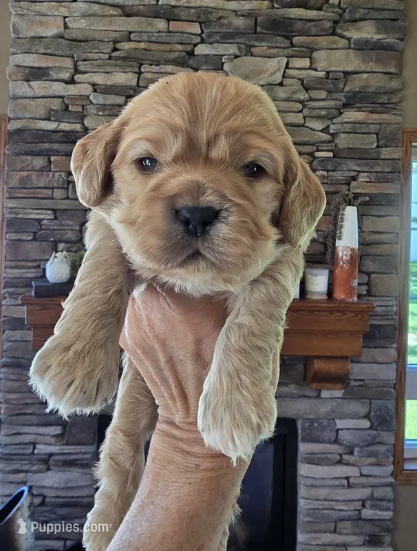 Carson – Cocker Spaniel puppy for sale in Rock Valley, IA