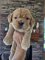 Carson, a male Cocker Spaniel for sale in Rock Valley, IA – Photo 1 of 3