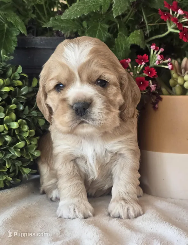 Dahlia – Cocker Spaniel puppy for sale in Rock Valley, IA