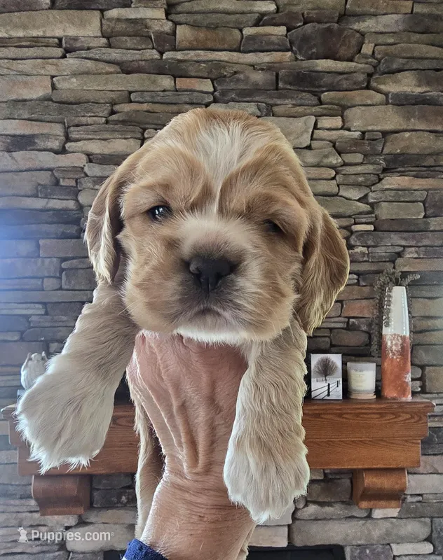 Dahlia – Cocker Spaniel puppy for sale in Rock Valley, IA