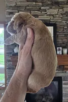 Myla, a female Cocker Spaniel for sale in Rock Valley, IA – Photo 2 of 3