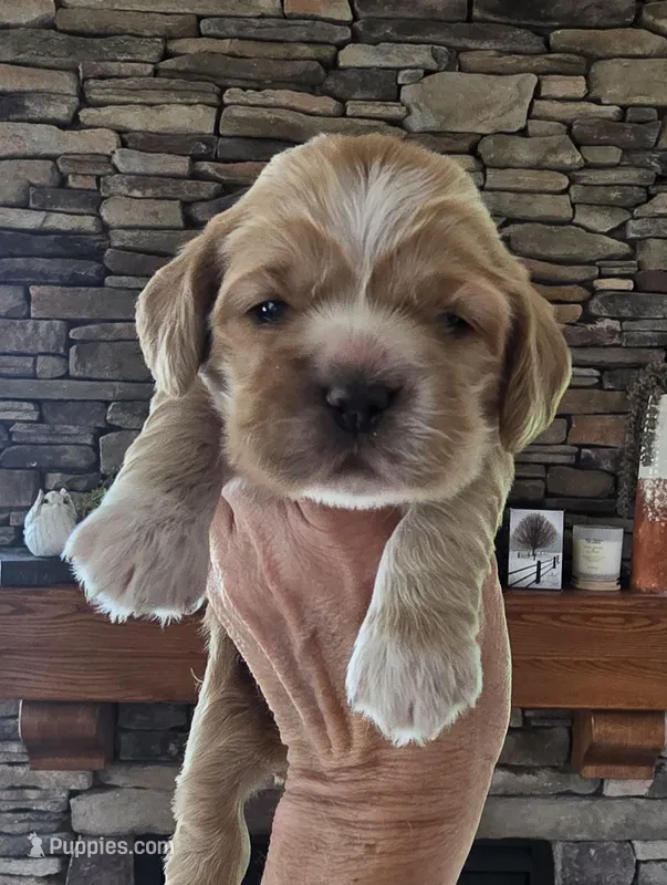 Myla – Cocker Spaniel puppy for sale in Rock Valley, IA