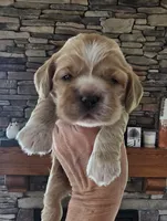 Myla, a female Cocker Spaniel for sale in Rock Valley, IA – Photo 1 of 3