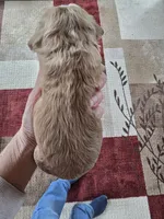 Myla, a female Cocker Spaniel for sale in Rock Valley, IA – Photo 3 of 3