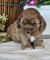 Savannah, a female Cocker Spaniel for sale in Rock Valley, IA – 3 of 3