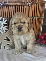 processed/ad259b79-eb9a-4895-b0e4-a6e8a58c55ea/listing/080d8400-8d84-4287-949c-e237cb8d00d0/513e49c2-56e7-4b0a-9d71-0bab673923fe