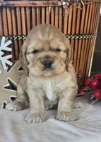 processed/ad259b79-eb9a-4895-b0e4-a6e8a58c55ea/listing/080d8400-8d84-4287-949c-e237cb8d00d0/8c4a862e-2467-452b-89f7-999b0e464b4f