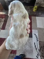 Hudson, a male Cocker Spaniel for sale in Rock Valley, IA – 3 of 3