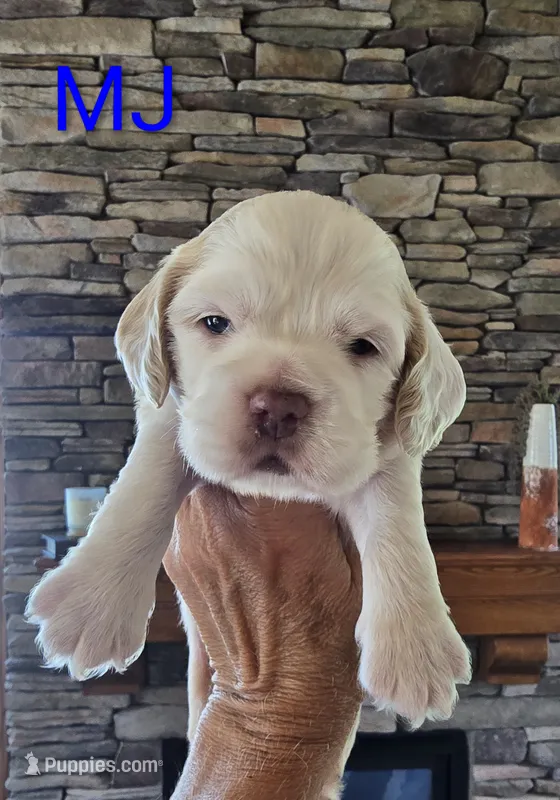 MJ – Cocker Spaniel puppy for sale in Rock Valley, IA