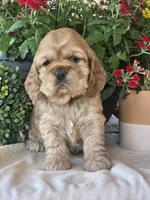 Cami, a female Cocker Spaniel for sale in Rock Valley, IA – 2 of 3