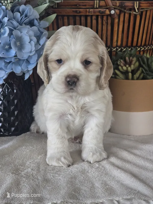 Bud – Cocker Spaniel puppy for sale in Rock Valley, IA