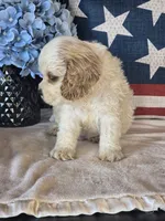 Enzo, a male Cocker Spaniel for sale in Rock Valley, IA – 2 of 2