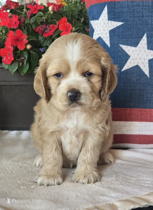 Maddie – Cocker Spaniel puppy for sale in Rock Valley, IA