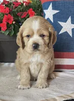 Maddie, a male Cocker Spaniel for sale in Rock Valley, IA – 2 of 4