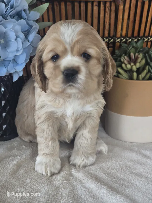 Dahlia – Cocker Spaniel puppy for sale in Rock Valley, IA