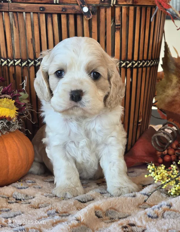 Huxley – Cocker Spaniel puppy for sale in Rock Valley, IA