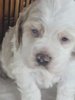 Legend (Blue eyes), a male Cocker Spaniel for sale in Rock Valley, IA – Photo 3 of 3