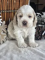 Legend (Blue eyes), a male Cocker Spaniel for sale in Rock Valley, IA – Photo 2 of 3