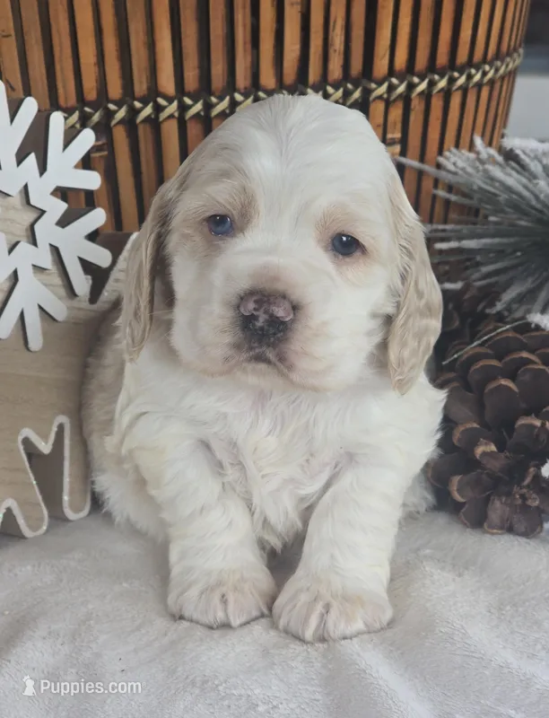 Legend (Blue eyes), a male Cocker Spaniel for sale in Rock Valley, IA – Photo 1 of 3