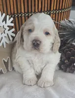 Legend (Blue eyes), a male Cocker Spaniel for sale in Rock Valley, IA – Photo 1 of 3