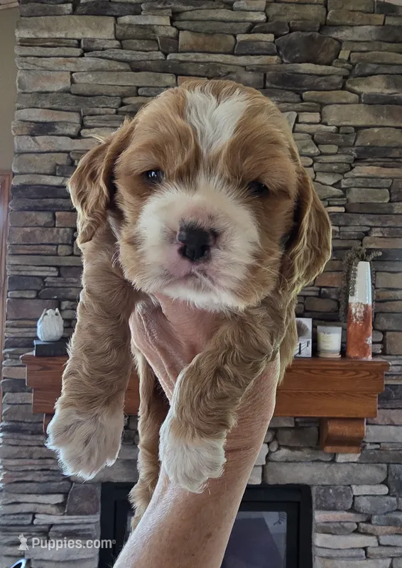 Jonas – Cocker Spaniel puppy for sale in Rock Valley, IA