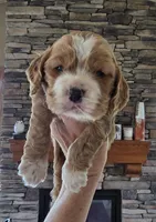 Jonas, a male Cocker Spaniel for sale in Rock Valley, IA – 1 of 2