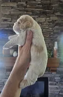 Hadley, a female Cocker Spaniel for sale in Rock Valley, IA – 2 of 2