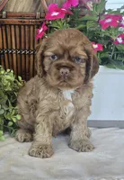 Shea, a female Cocker Spaniel for sale in Rock Valley, IA – 2 of 4