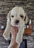 Journey, a male Cocker Spaniel for sale in Rock Valley, IA – 1 of 3