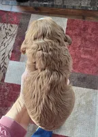 Cheeta, a female Cocker Spaniel for sale in Rock Valley, IA – Photo 5 of 5