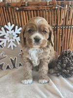 Cheeta, a female Cocker Spaniel for sale in Rock Valley, IA – Photo 2 of 5