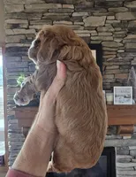 Cheeta, a female Cocker Spaniel for sale in Rock Valley, IA – Photo 4 of 5