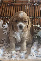 Cheeta, a female Cocker Spaniel for sale in Rock Valley, IA – Photo 1 of 5