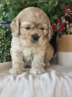 Channing, a male Cocker Spaniel for sale in Rock Valley, IA – 3 of 3