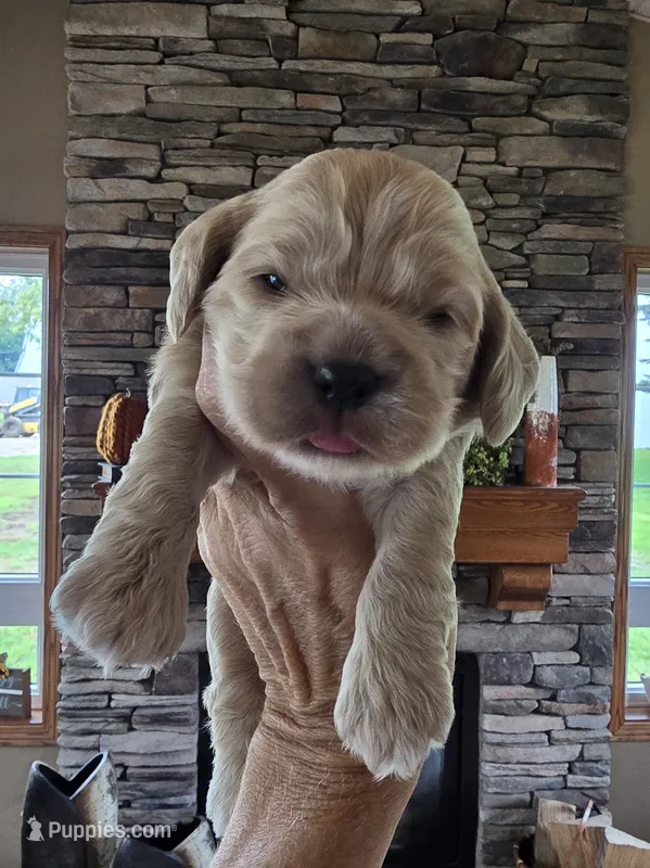 Palmer – Cocker Spaniel puppy for sale in Rock Valley, IA