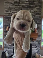 Palmer, a male Cocker Spaniel for sale in Rock Valley, IA – 1 of 3