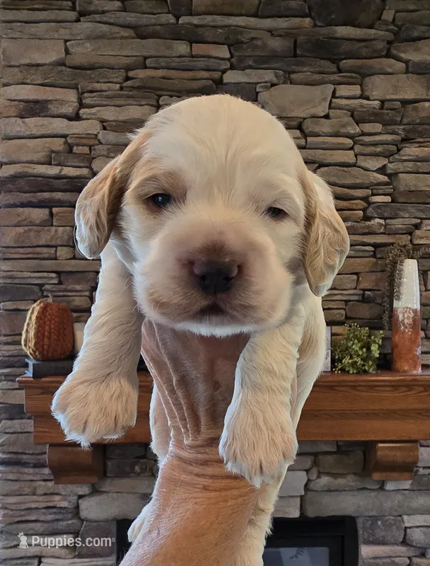Barristo – Cocker Spaniel puppy for sale in Rock Valley, IA