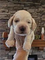 Barristo, a male Cocker Spaniel for sale in Rock Valley, IA – 1 of 3