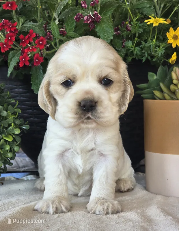 Iris – Cocker Spaniel puppy for sale in Rock Valley, IA