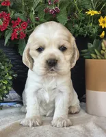 Iris, a female Cocker Spaniel for sale in Rock Valley, IA – 3 of 6